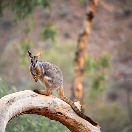 Arkaroola Wilderness Sanctuary Hotel Eksteriør billede